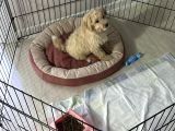 3 Aylık Yavru Maltipoo