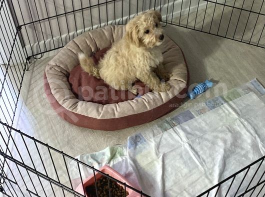 3 Aylık Yavru Maltipoo