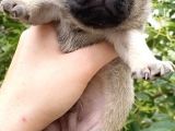 Pug Mops Krem Gül Kuyruk Erkek