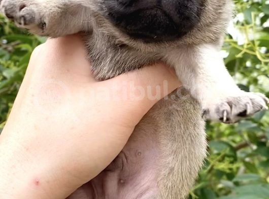 Pug Mops Krem Gül Kuyruk Erkek görsel