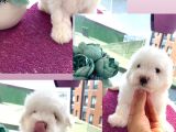 Birbirlerinden Sevimi Yavrularımız