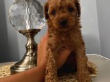 Mi̇nyatür Ve Toy Poodle Yavrular