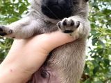 Krem Pug Yavrular Mevcut