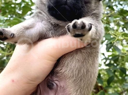 Krem Pug Yavrular Mevcut görsel