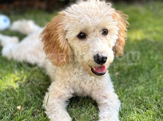 5,5 Aylik Erkek Poodle Apricot görsel