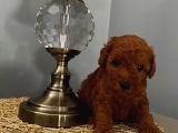 Mi̇nyatür Ve Toy Poodle Yavrular