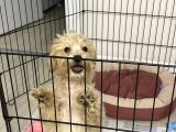 3 Aylık Yavru Maltipoo