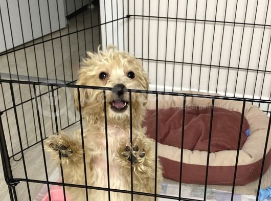 3 Aylık Yavru Maltipoo görsel