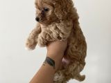 Muhteşem Kali̇te Toy Poodle Yavrulari