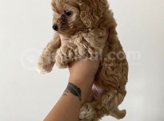 Muhteşem Kali̇te Toy Poodle Yavrulari görsel