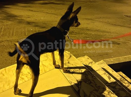 4 Aylık Acil Satılık