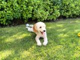5,5 Aylik Erkek Poodle Apricot