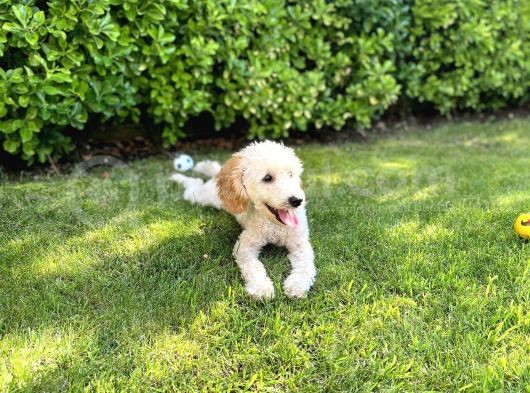 5,5 Aylik Erkek Poodle Apricot
