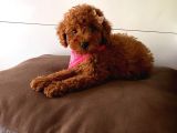 Red Brown Toy Poodle Yavrulari