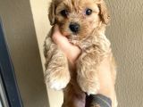 Muhteşem Kali̇te Toy Poodle Yavrulari