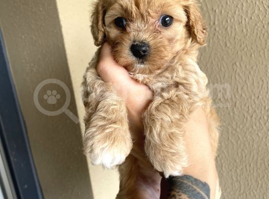 Muhteşem Kali̇te Toy Poodle Yavrulari