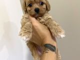Muhteşem Kali̇te Toy Poodle Yavrulari