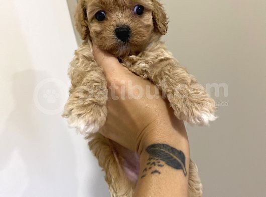 Muhteşem Kali̇te Toy Poodle Yavrulari görsel
