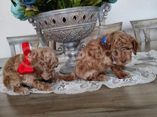 Karamel’i̇n Oğluşu görsel