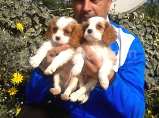 Cavai̇ller King Charles Yavrulari Mama Ve Malzeme Kampanyali görsel