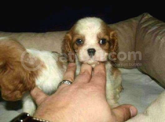 Cavai̇ller King Charles Yavrulari Mama Ve Malzeme Kampanyali görsel