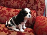 Cavai̇ller King Charles Yavrulari Mama Ve Malzeme Kampanyali