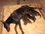 Doberman Yavrulari Mama Ve Malzeme Kampanya Li