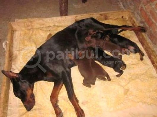 Doberman Yavrulari Mama Ve Malzeme Kampanya Li görsel