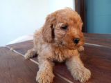 Maltipoo Yavrulari Mama Ve Malzeme Kampanyali