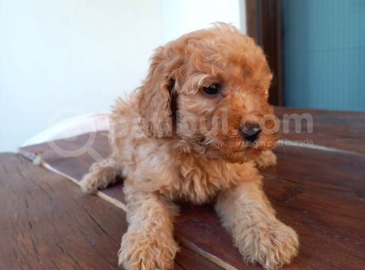 Maltipoo Yavrulari Mama Ve Malzeme Kampanyali görsel