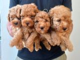 Maltipoo Yavrulari Mama Ve Malzeme Kampanyali