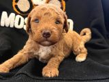 Orjinal Isteyene Anne Altından Poodle Yavrularimiz