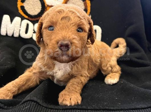 Orjinal Isteyene Anne Altından Poodle Yavrularimiz görsel