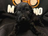 Orjinal Isteyene Anne Altından Poodle Yavrularimiz