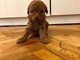 Orjinal isteyene Anne Altından Poodle Yavrularimiz