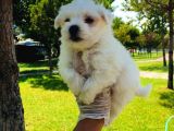 Pamuk Maltese Yavrularım