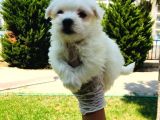 Pamuk Maltese Yavrularım