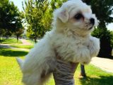 Pamuk Maltese Yavrularım