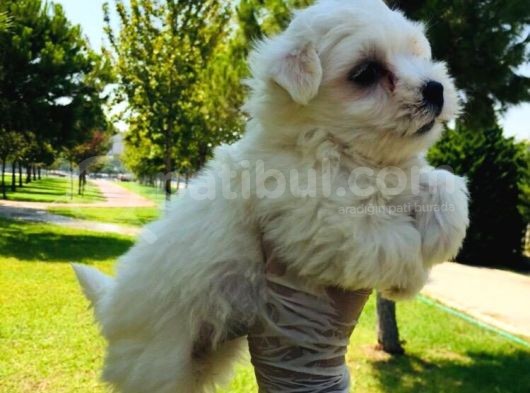 Pamuk Maltese Yavrularım görsel