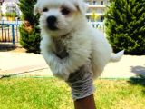 Pamuk Maltese Yavrularım