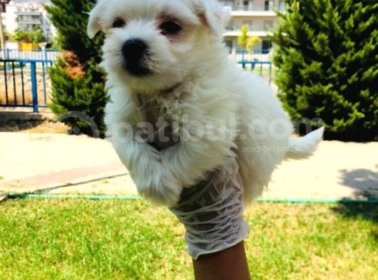 Pamuk Maltese Yavrularım görsel