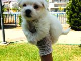 Pamuk Maltese Yavrularım