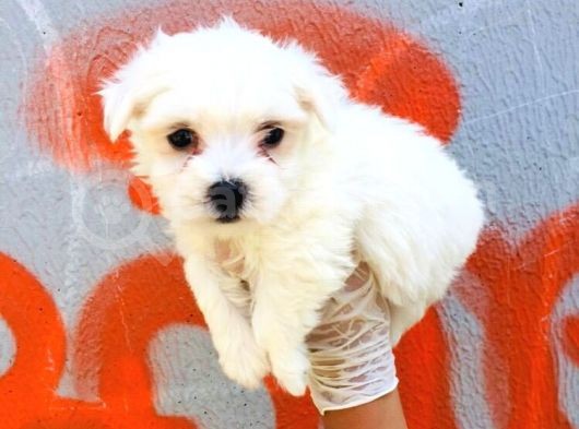 Karbeyaz Maltese Terrier Bebeklerim