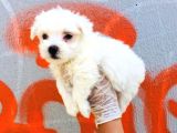 Karbeyaz Maltese Terrier Bebeklerim