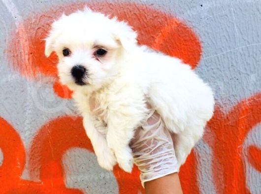 Karbeyaz Maltese Terrier Bebeklerim görsel