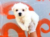 Karbeyaz Maltese Terrier Bebeklerim