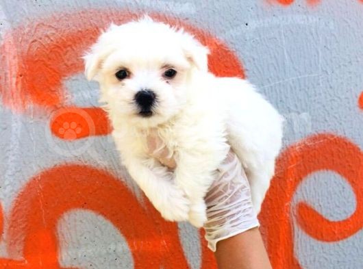 Karbeyaz Maltese Terrier Bebeklerim görsel