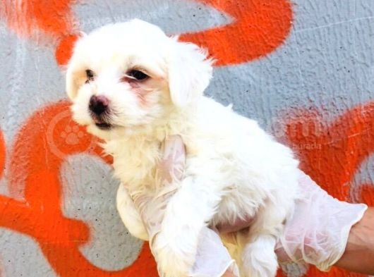 Karbeyaz Maltese Terrier Bebeklerim görsel