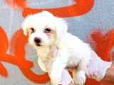 Karbeyaz Maltese Terrier Bebeklerim