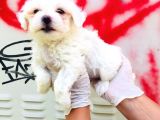 Karbeyaz Maltese Terrier Bebeklerim